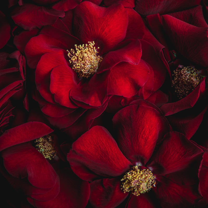 Search Art by Flower