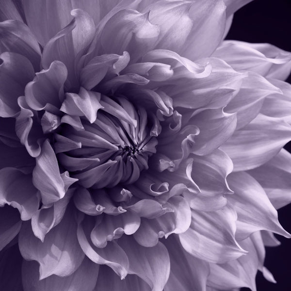 Early Autumn Series flower prints | fine art flower photography