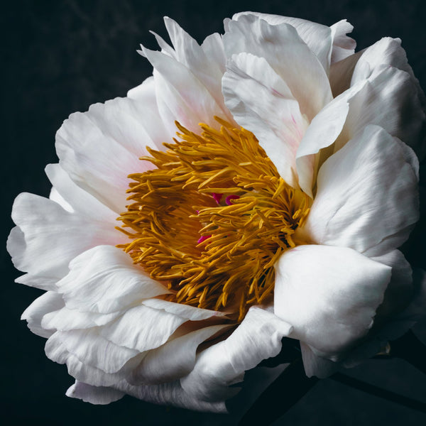 Late Spring Series flower art prints | fine art flower photography