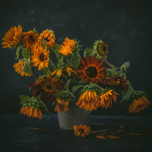 Summer Series flower art print, showcasing vibrant blooms captured through fine art flower photography, highlighting the beauty and resilience of summer flowers.