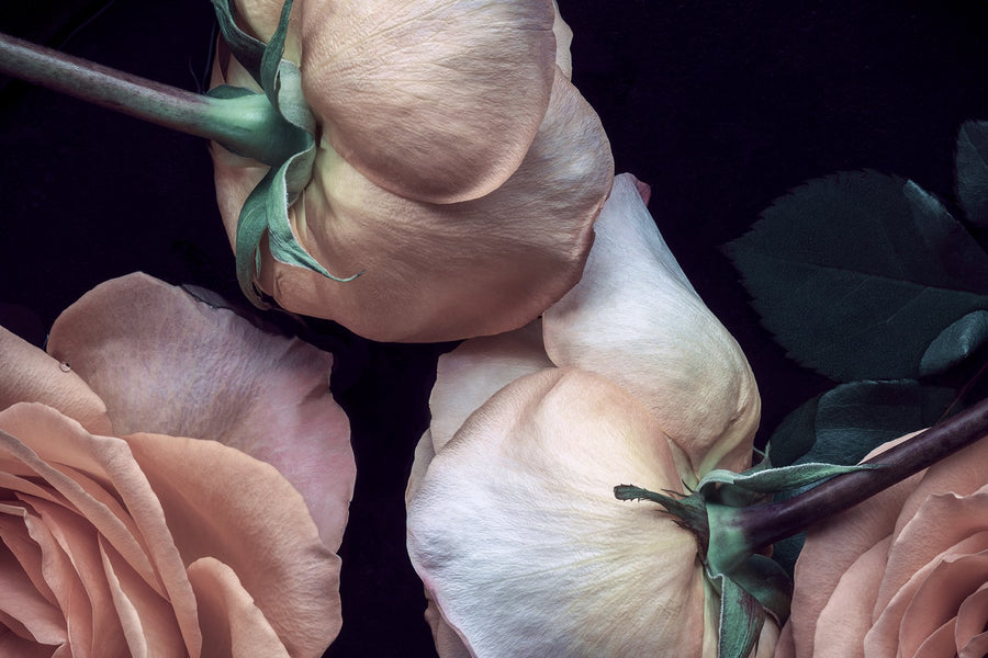 Floriography Fine Art Prints