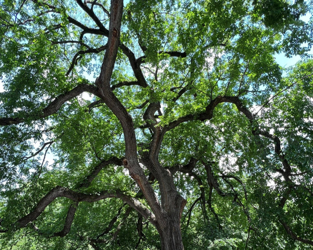 Tree canopy in summer light, reforestation and environmental impact behind Planting Life fine art prints