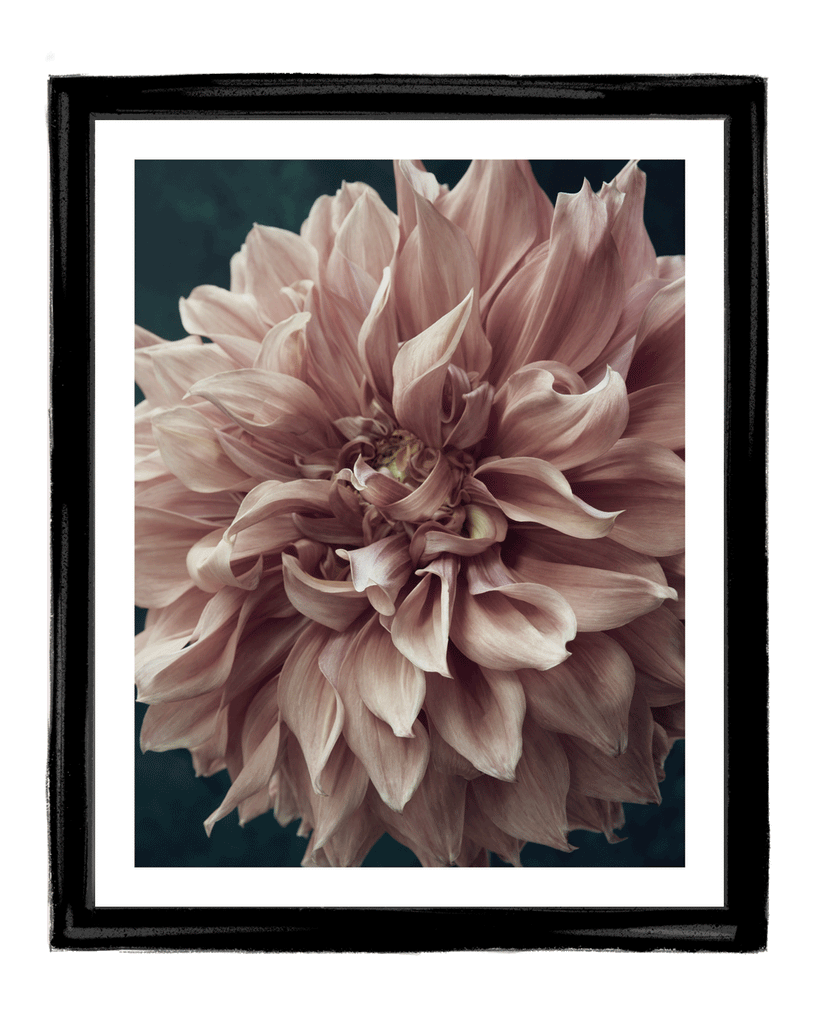 A Moment of Softness | Flower Art Prints