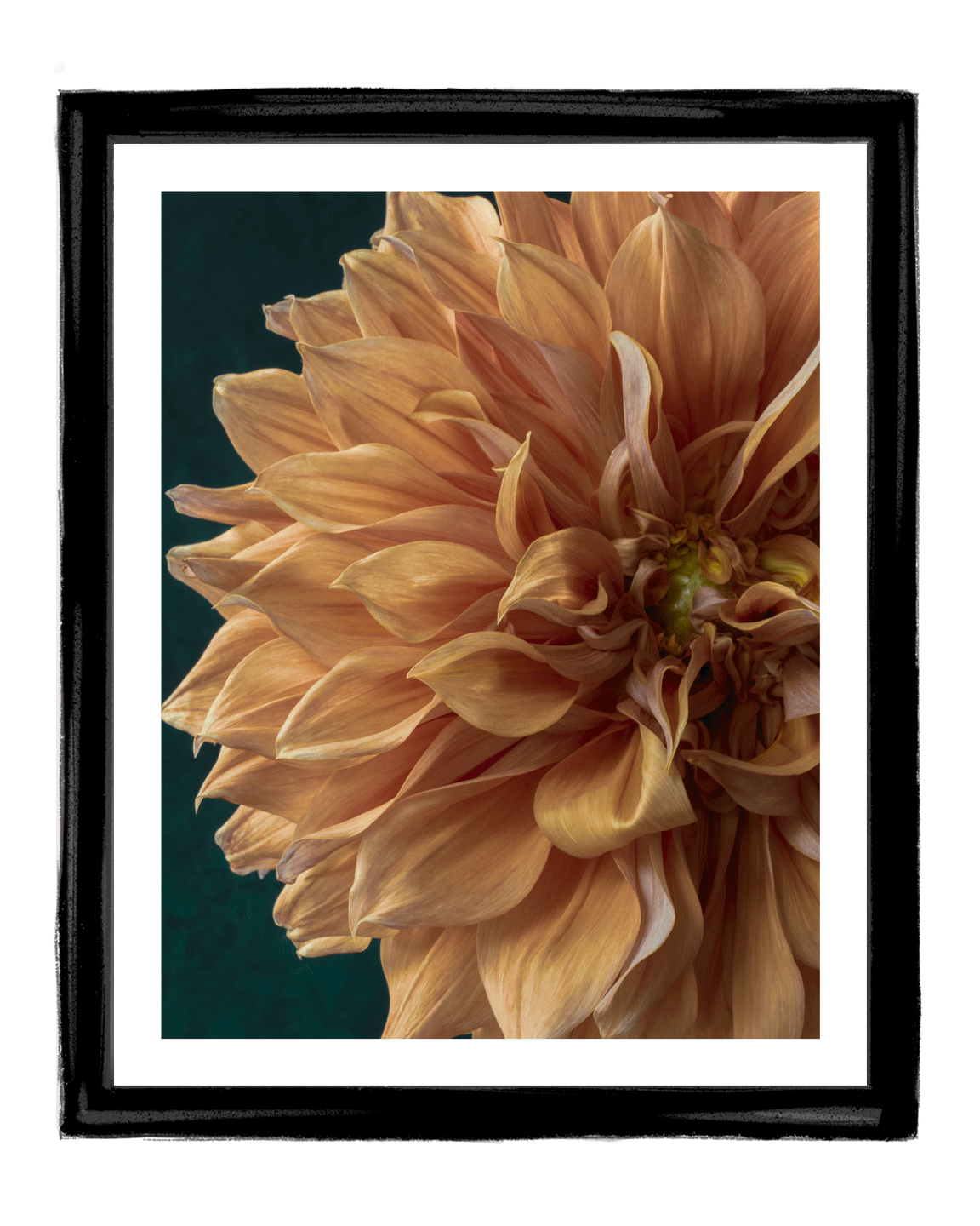 A Sliver of Sunshine | Flower Art Prints | Elena Dragoi