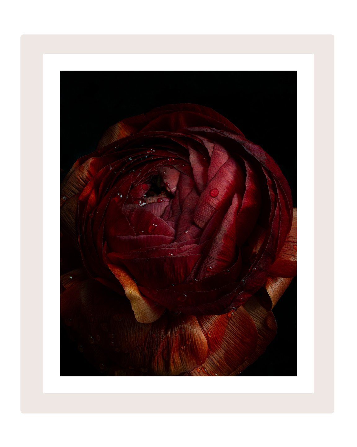 Breathe - flower art prints ELENA DRAGOI