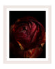 Breathe - flower art prints ELENA DRAGOI