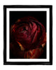 Breathe - flower art prints ELENA DRAGOI
