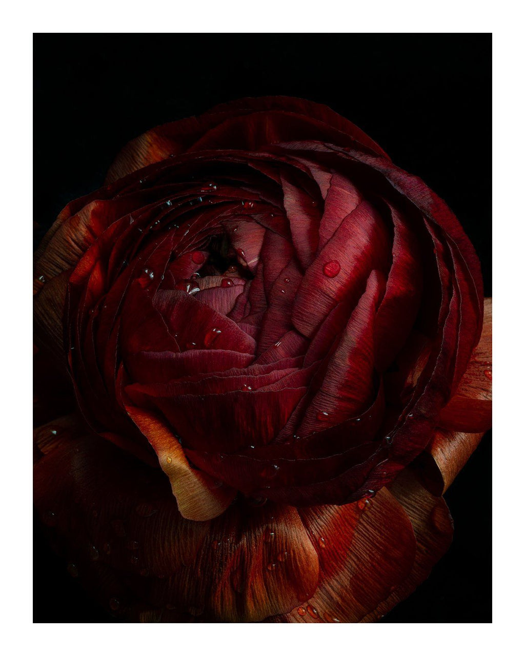 Breathe - flower prints ELENA DRAGOI