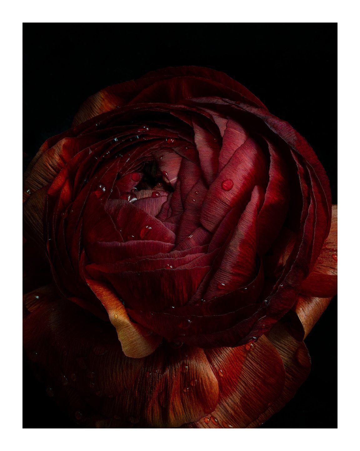 Breathe - flower prints ELENA DRAGOI