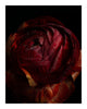 Breathe - flower prints ELENA DRAGOI