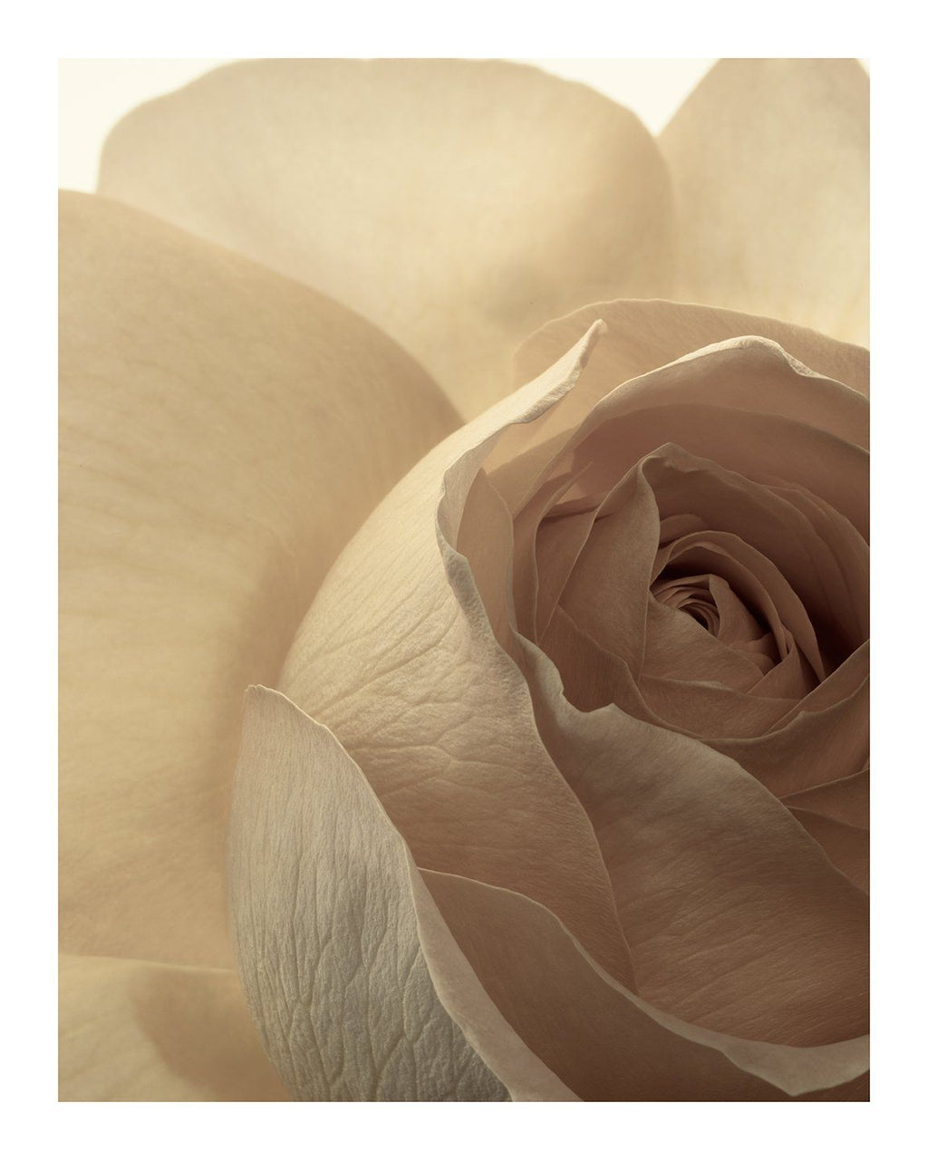 Brilliant Contradictions - flower art prints ELENA DRAGOI