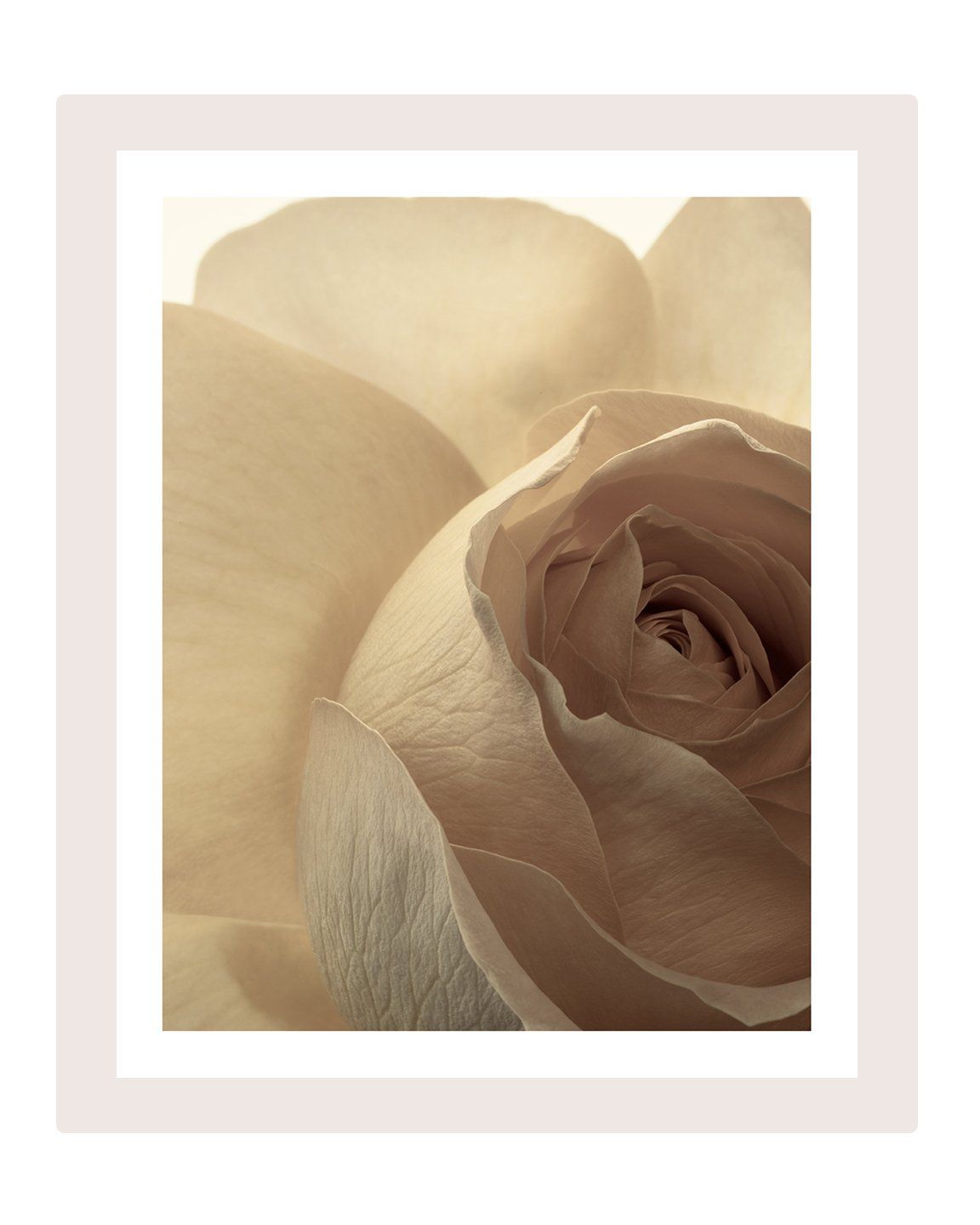 Brilliant Contradictions - flower art prints ELENA DRAGOI