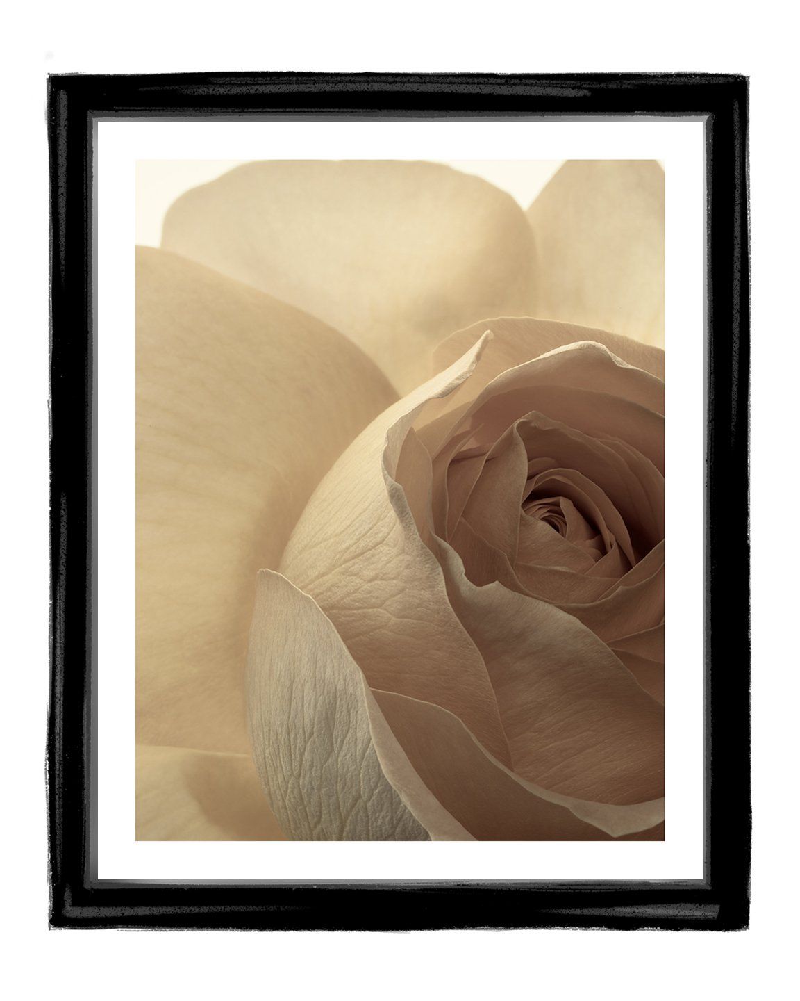 Brilliant Contradictions - flower art prints ELENA DRAGOI
