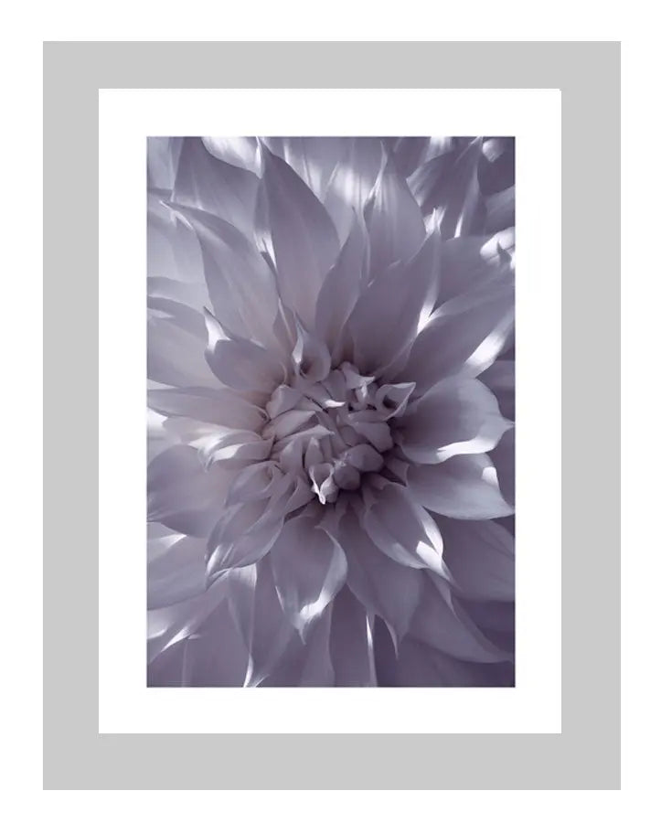 Burning White Light |  custom floral art cards | art postcards | flower prints | ELENA DRAGOI
