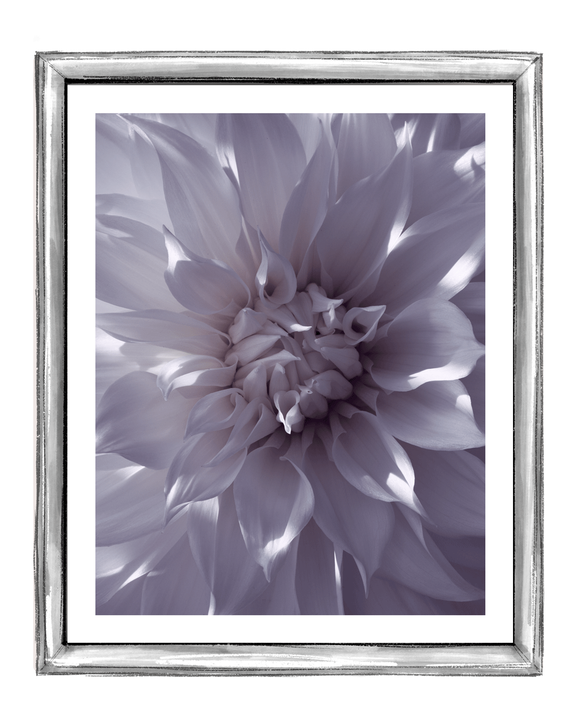 Burning White Light | Flower Print | Elena Dragoi
