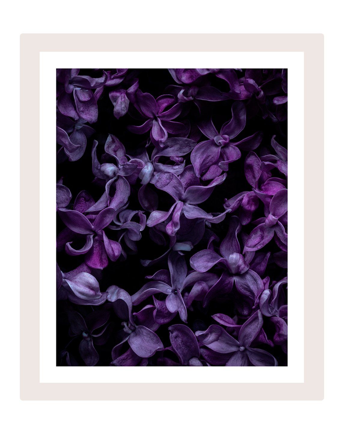 Butterflies - flower art prints ELENA DRAGOI
