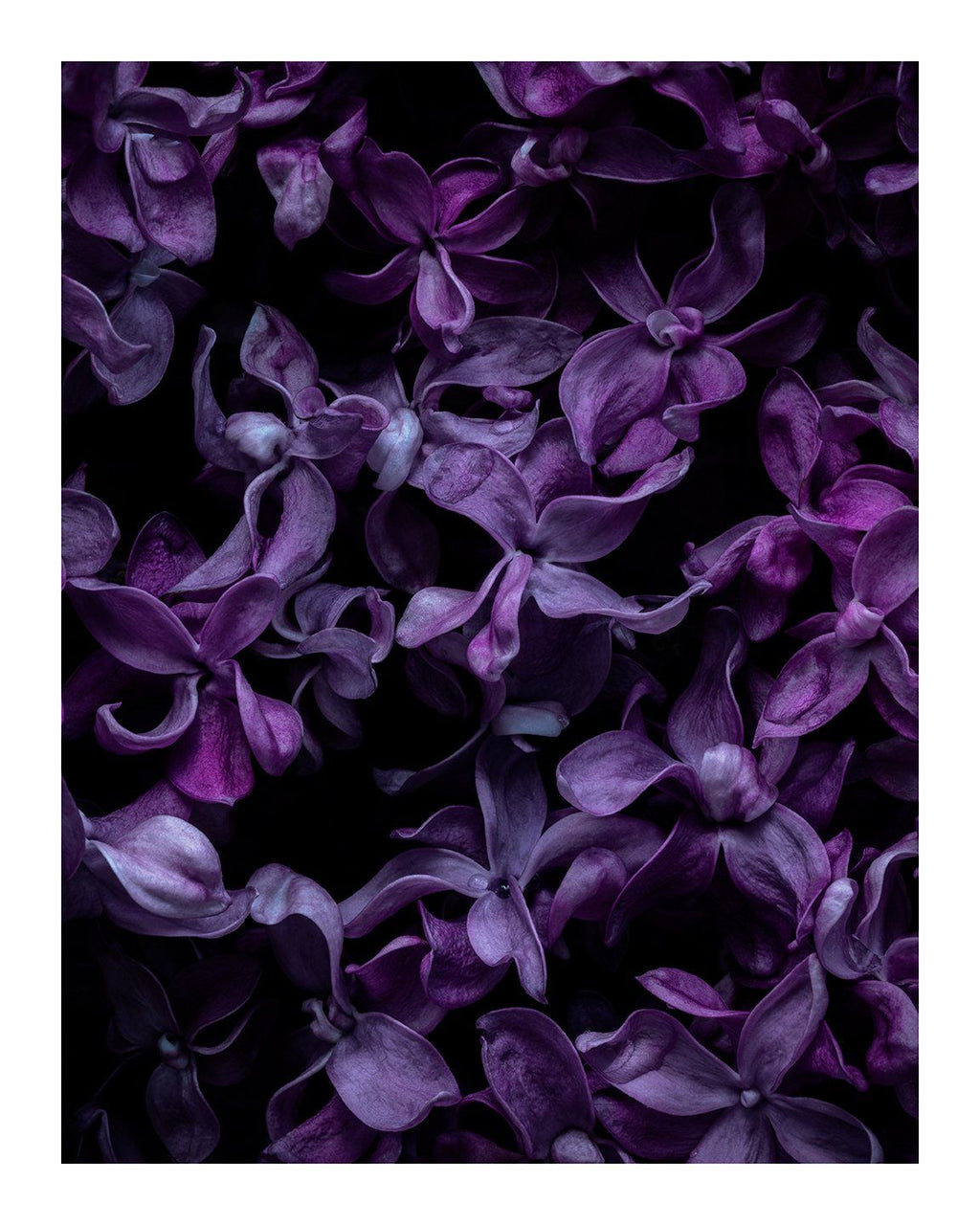 Butterflies - flower prints ELENA DRAGOI
