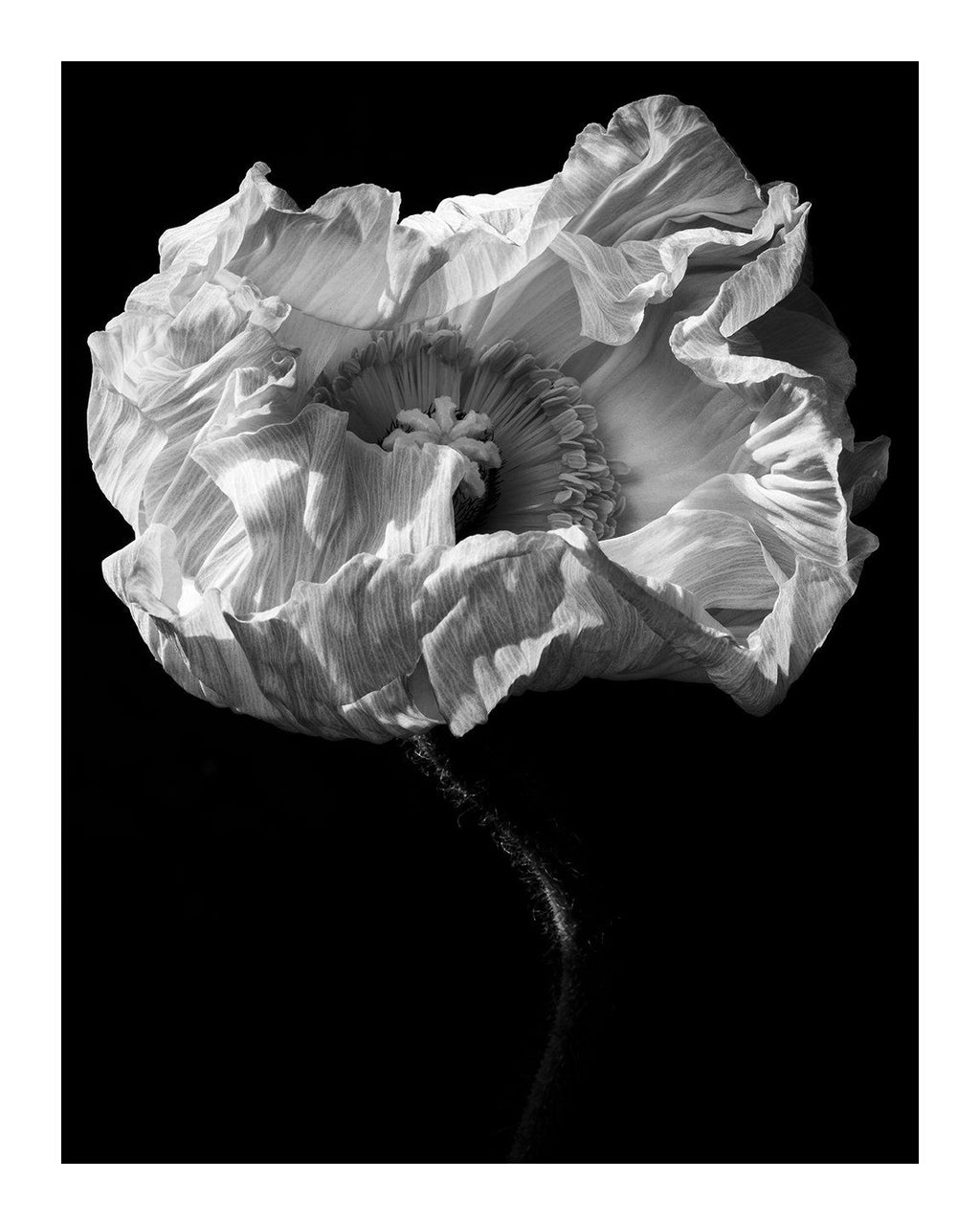 Collateral Beauty - flower art prints ELENA DRAGOI