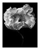 Collateral Beauty - flower art prints ELENA DRAGOI