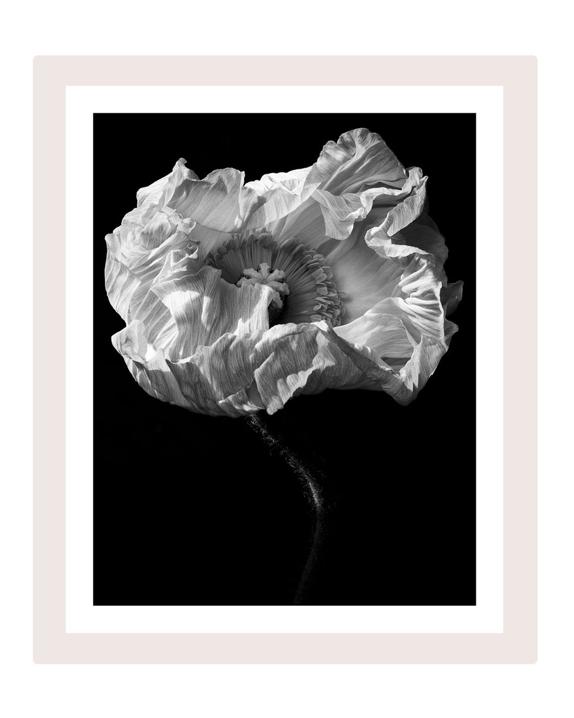 Collateral Beauty - flower art prints ELENA DRAGOI