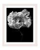 Collateral Beauty - flower art prints ELENA DRAGOI