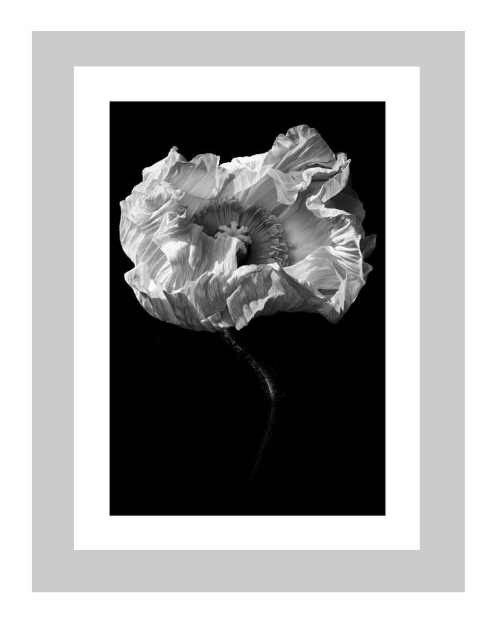 Collateral Beauty  | custom floral art cards | art postcards | flower prints | ELENA DRAGOI