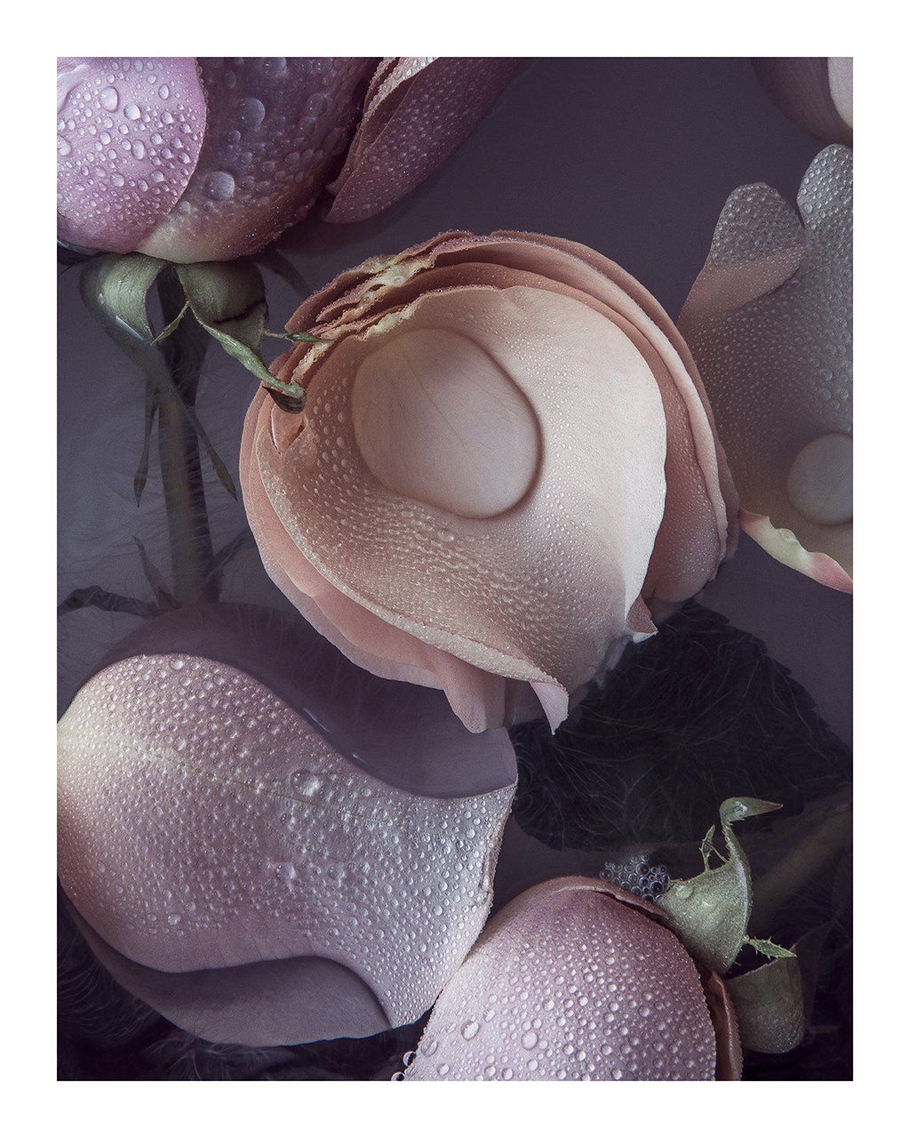 Dream - flower prints ELENA DRAGOI