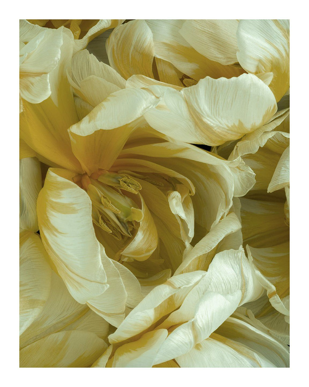 Friendship - flower prints ELENA DRAGOI