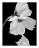 Gentle Love - flower art prints ELENA DRAGOI