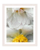 Gentle Rising - flower art prints ELENA DRAGOI