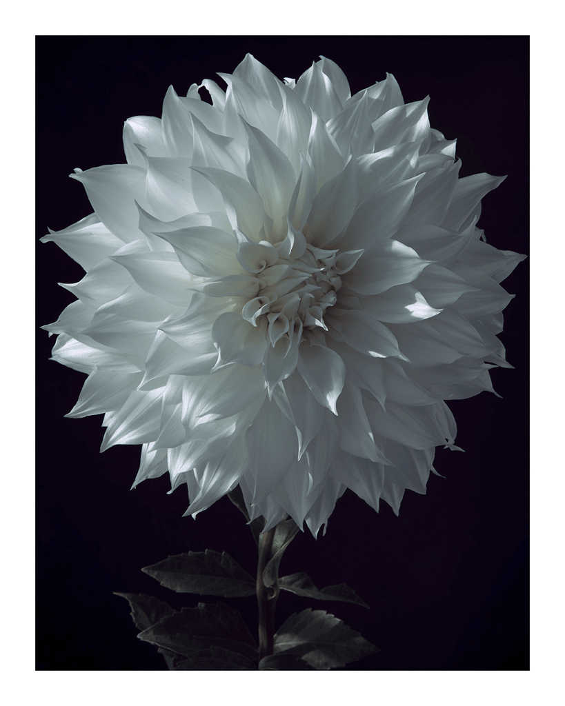 Grief | Flower Print | Elena Dragoi