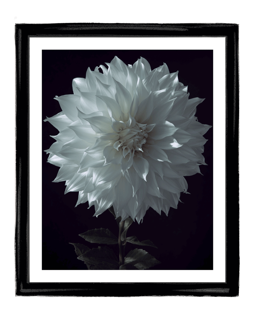 Grief | Fine Art Flower Photography | Elena Dragoi