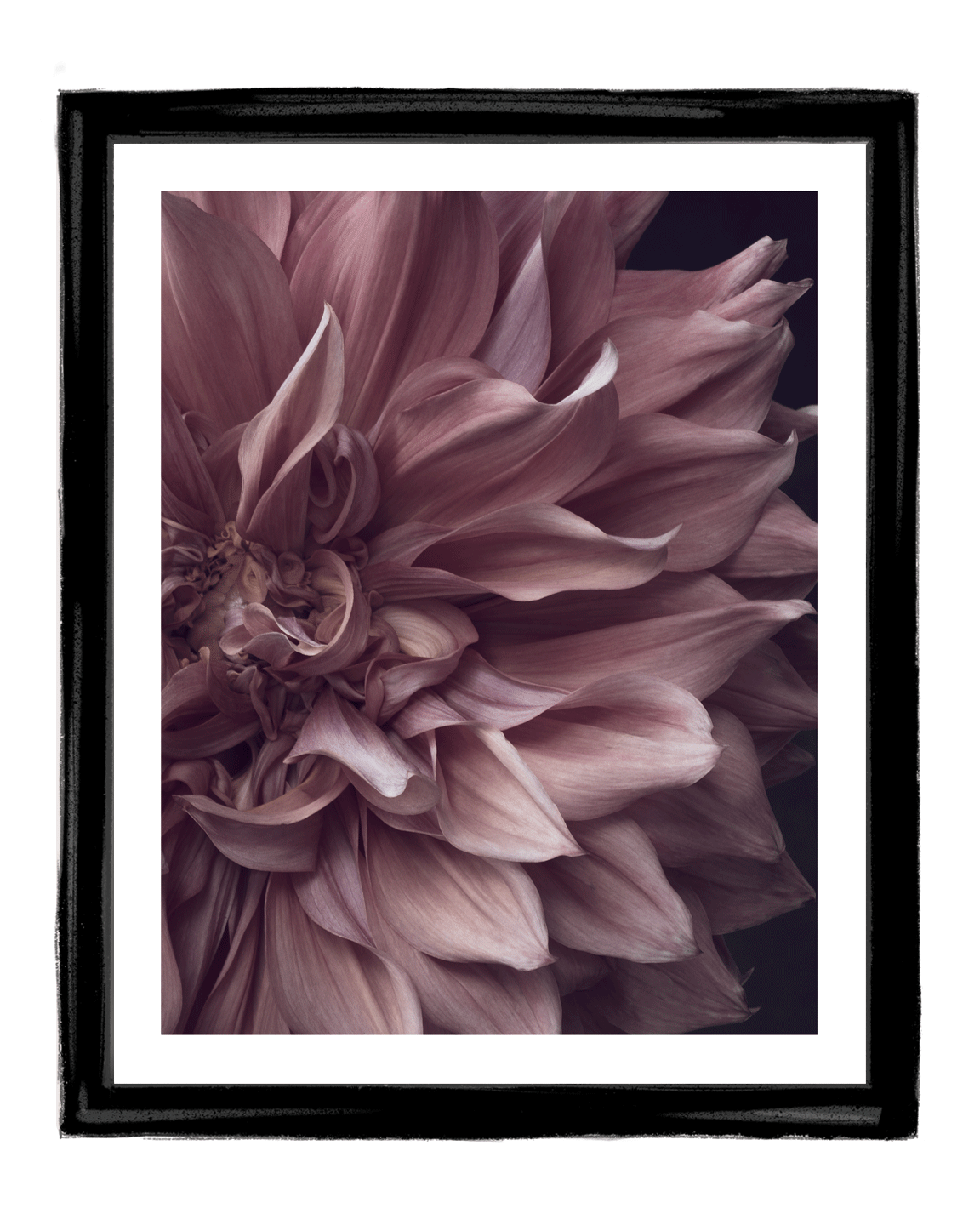 Intrinsic Worth | Fine Art Flower Prints | Elena Dragoi