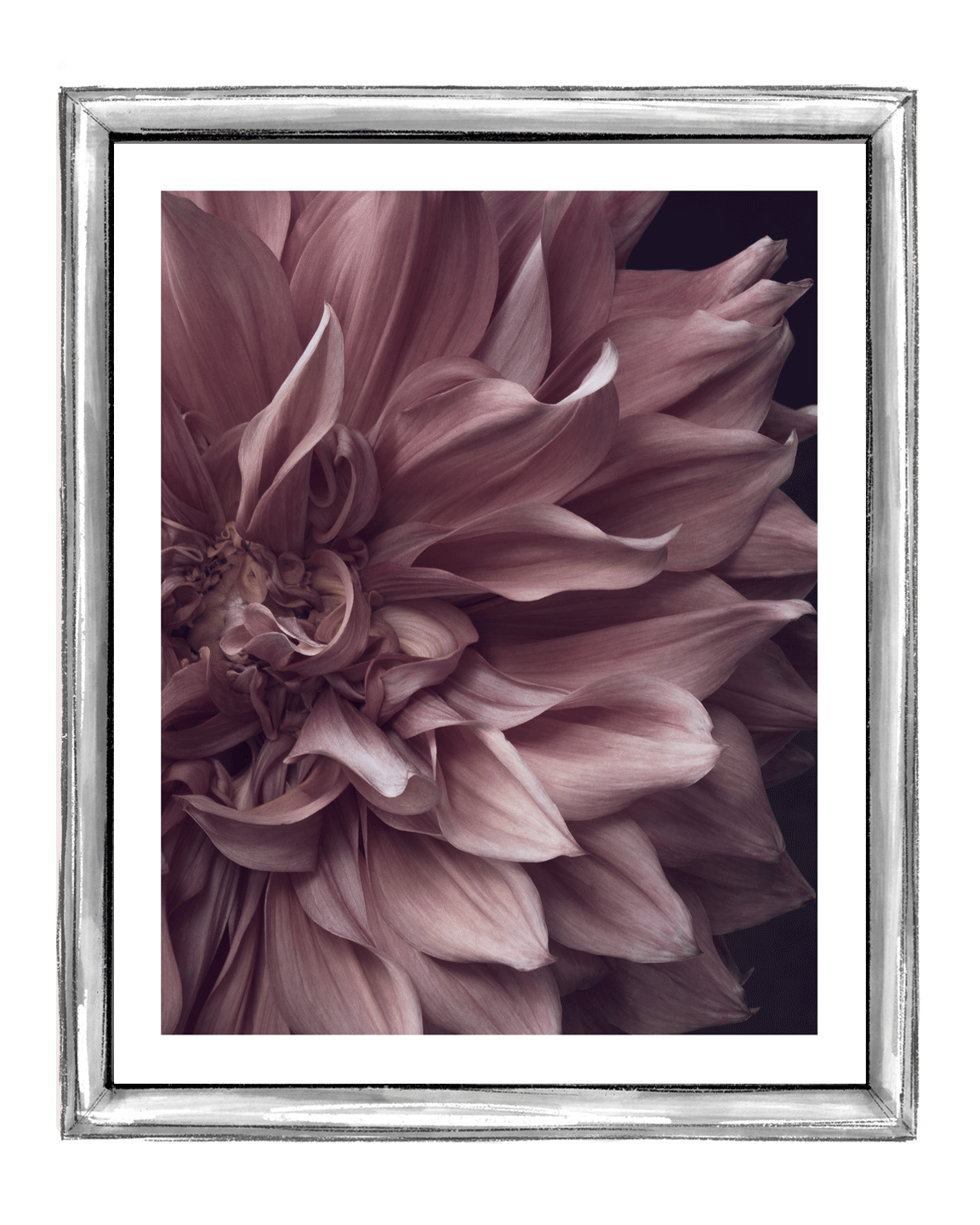 Intrinsic Worth | Fine Art Flower Prints | Elena Dragoi