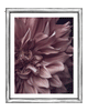 Intrinsic Worth | Fine Art Flower Prints | Elena Dragoi