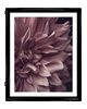 Intrinsic Worth | Fine Art Flower Prints | Elena Dragoi
