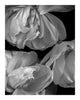 Inward Beauty - flower art prints ELENA DRAGOI