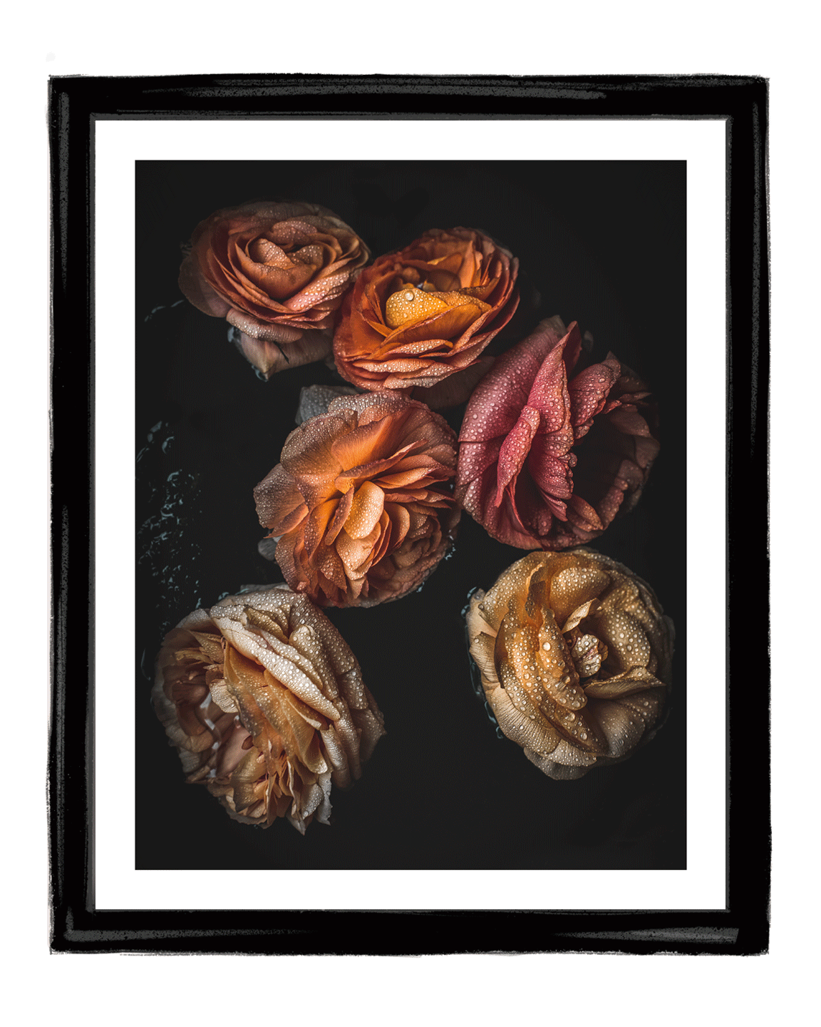 Late Spring Morning Dew | Fine Art Flower Photography