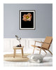 Light - flower prints ELENA DRAGOI