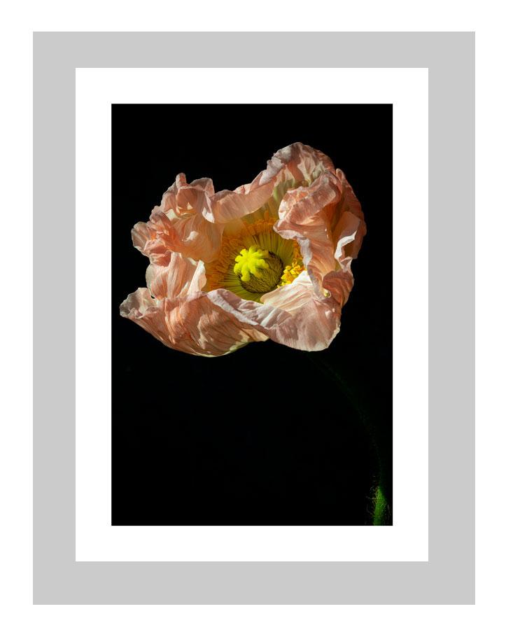 Light | custom floral art cards | art postcards | flower prints | ELENA DRAGOI
