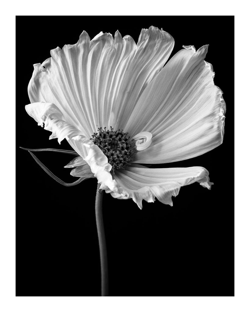 Love of a Mother - flower art prints ELENA DRAGOI