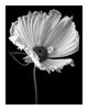 Love of a Mother - flower art prints ELENA DRAGOI