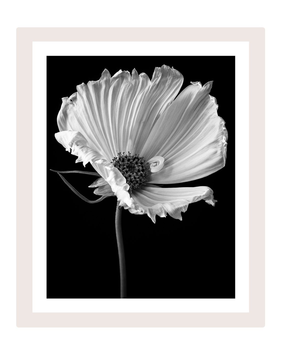 Love of a Mother - flower art prints ELENA DRAGOI