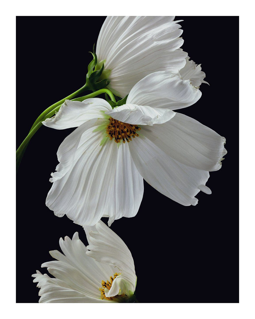 Name - flower art prints ELENA DRAGOI