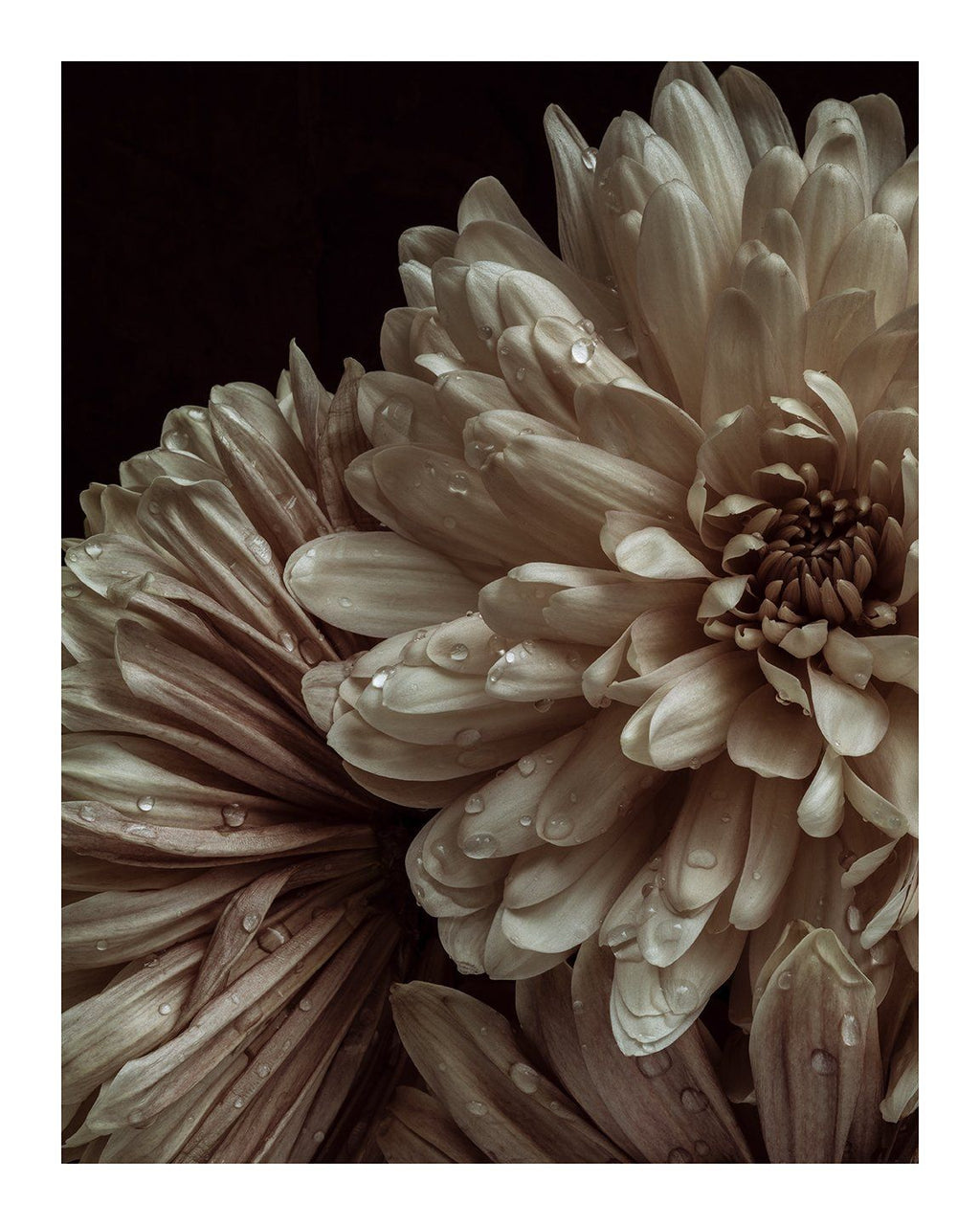Patience - flower art prints ELENA DRAGOI