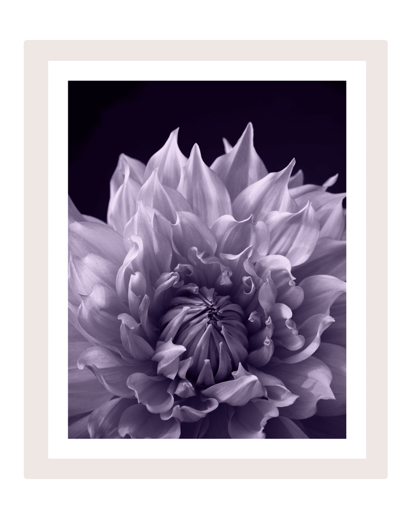 Permission | Fine Art Flower Prints | Elena Dragoi