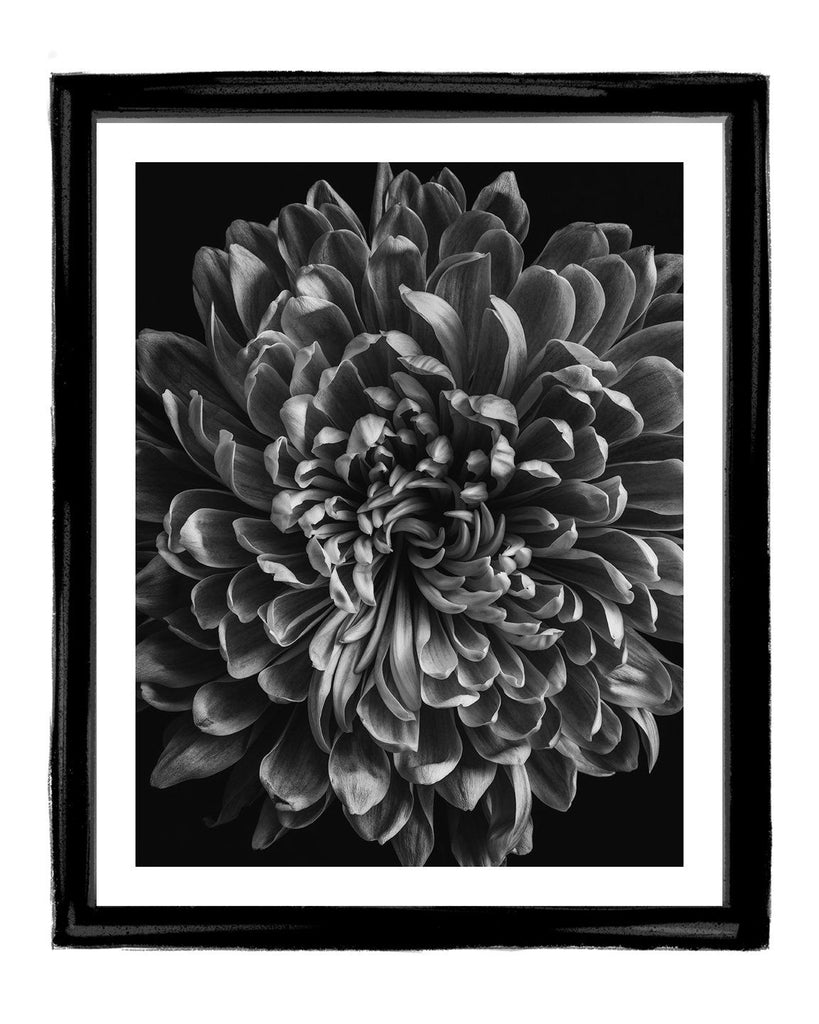 Reborn - flower art prints ELENA DRAGOI