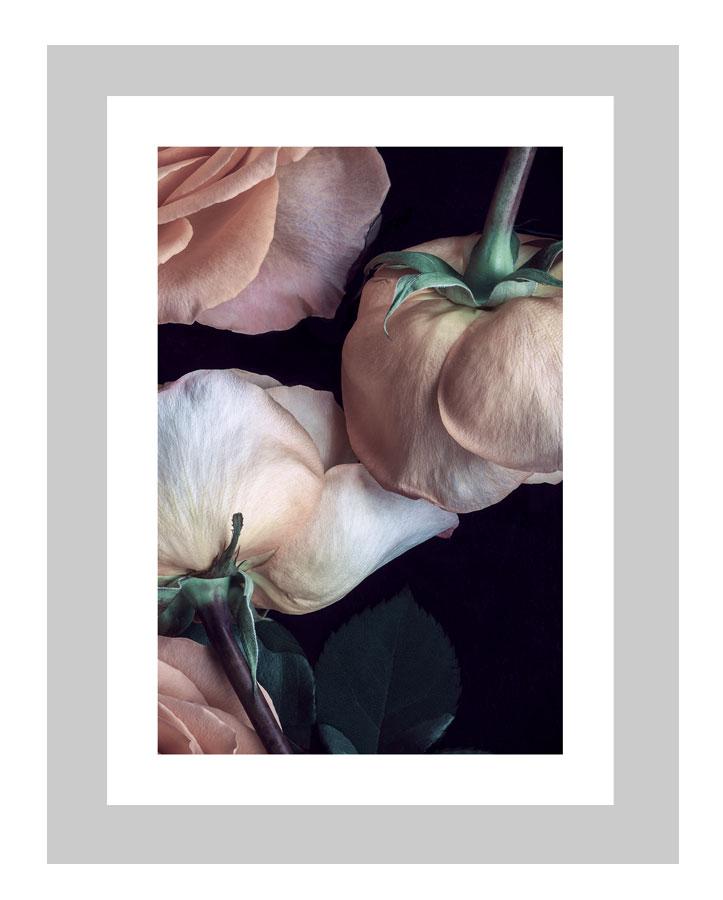 Scent of a Rose | custom floral art cards | art postcards | flower prints | ELENA DRAGOI