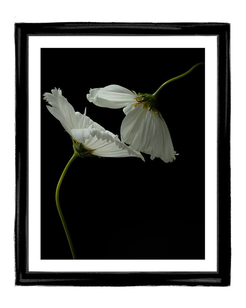 Steadfast Sisterhood - flower art prints ELENA DRAGOI