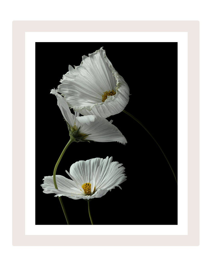 Strangers - flower art prints ELENA DRAGOI
